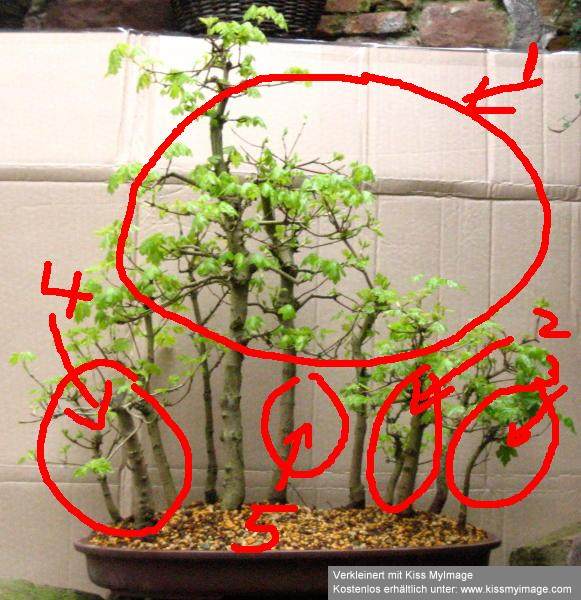 acer_campestre_-_yose_ue_small_klein.jpg