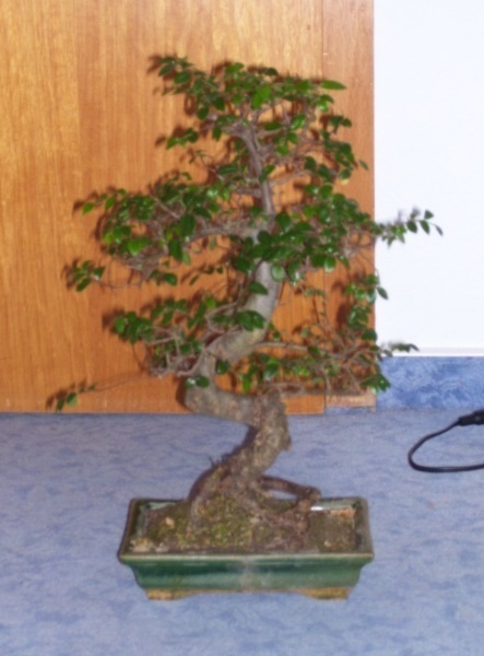 new_100_0868.jpg