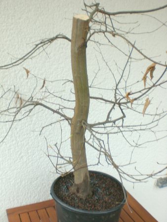 Hainbuche3.jpg