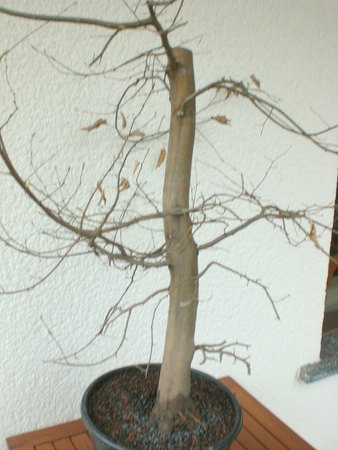 Hainbuche4.jpg