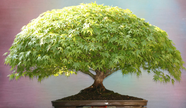 Bonsai-Ahorn0408-002.jpg