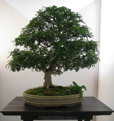Messe Stuttgart 2008 -Pfefferbaum.jpg