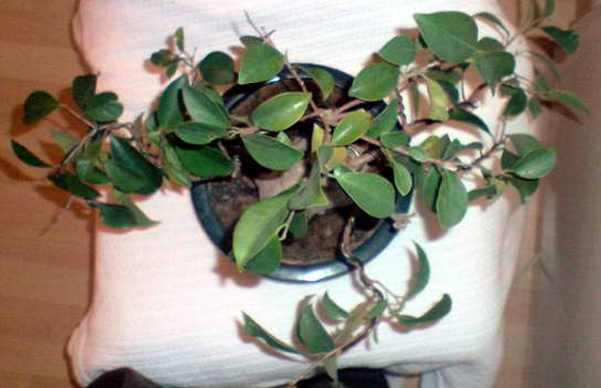 ficus04.08oben.jpg