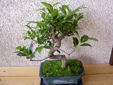 das ist der ficus.......