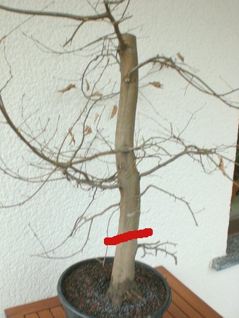 hainbuche4_neu.jpg