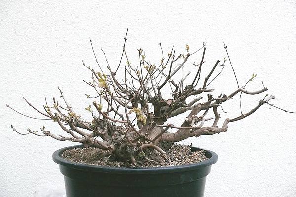 acer 3.jpg