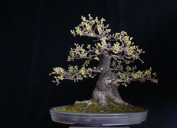 Prunus mahaleb von Heute