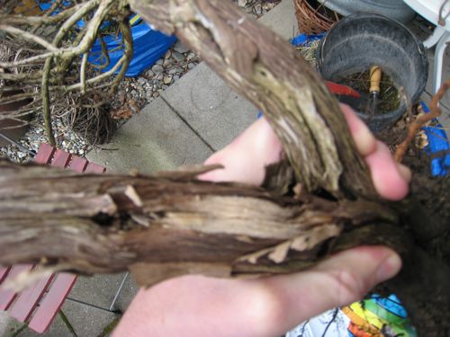 IMG_2751.jpg