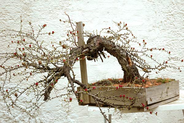 Lärche-2.jpg