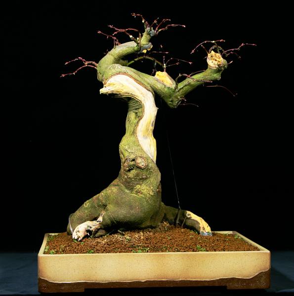 Zopf-dissectum-nachher.jpg