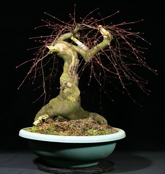 Zopf-dissectum-vorher.jpg