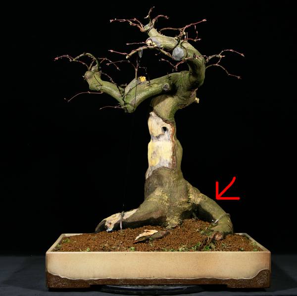 Zopf-dissectum-rueck.jpg
