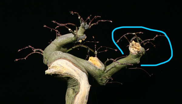 Zopf-dissectum-detail.jpg
