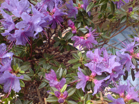 DSC00132.jpg