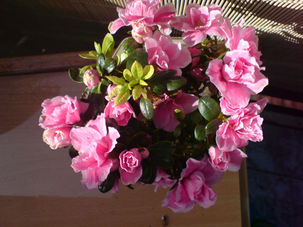 DSC00137.jpg