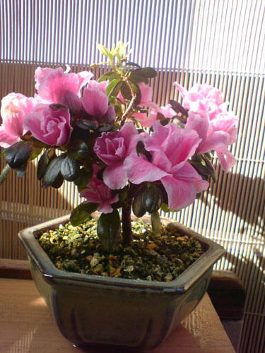 DSC00136.jpg