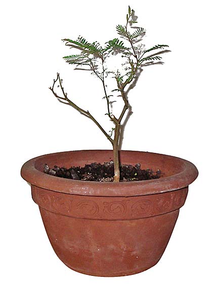albizzia_fruehjahr_2008.jpg