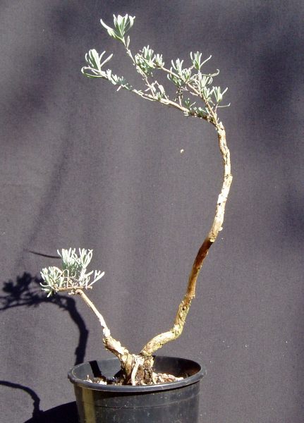 lavendel139a4.jpg