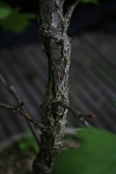 tH_13.4.08IMG_2707.jpg