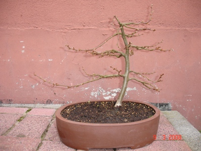 März 2008, nach einem Jahr mit gutem Zuwachs.