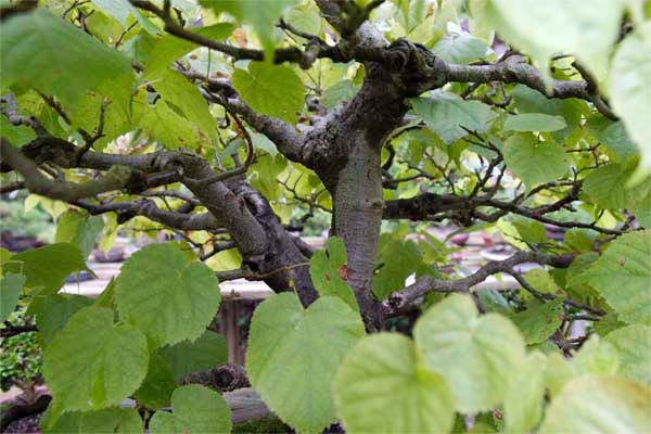 Linden-Durchblick