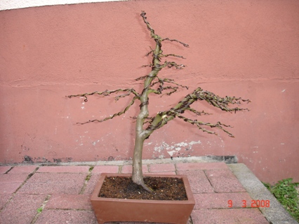 Im März 2008 wurde dann durchgedrahtet und noch ein Ast fiel meinen Augen und der Zange zum Opfer.