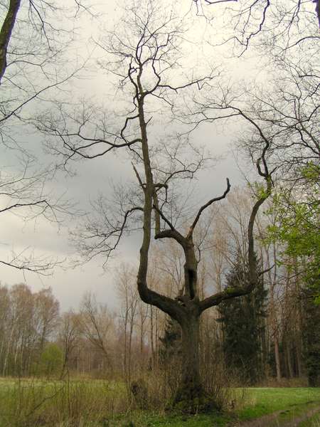 Erle:
<br />Als Baum interessant - als Bonsai ´ne Niete ;)