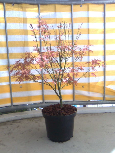 Acer1.jpg