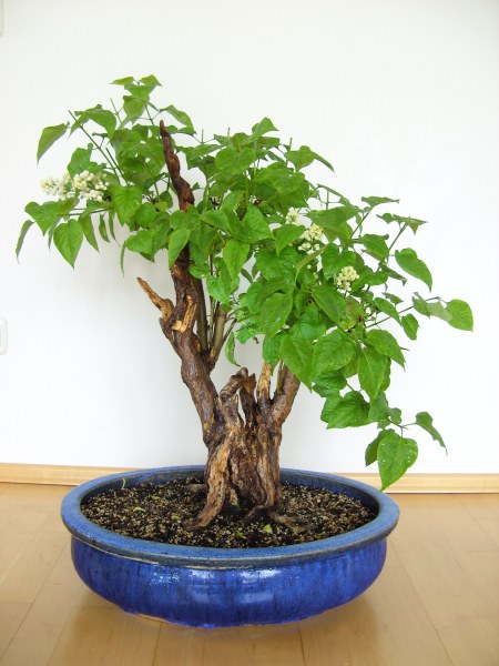 Flieder_2008_04_b.JPG