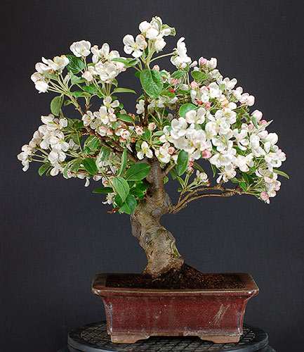 malus_schmieda1.jpg