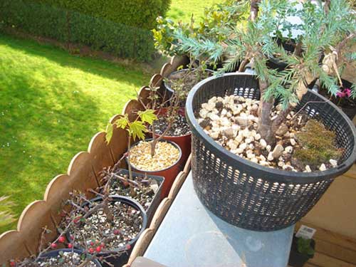 in den Blumenkästen sind jeweils nur junge Bäumchen....