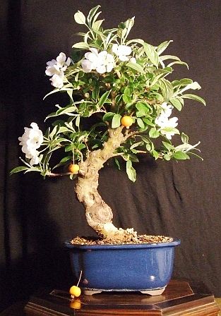 apfel2.jpg