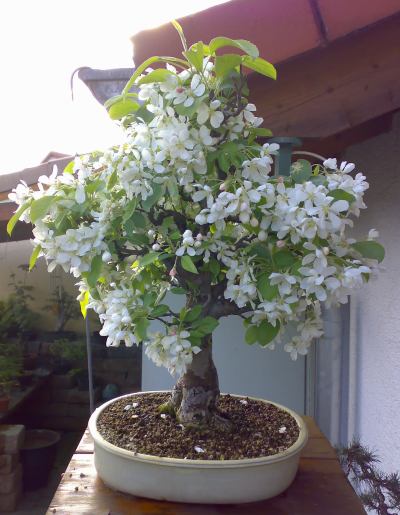 Apfelbaum.jpg
