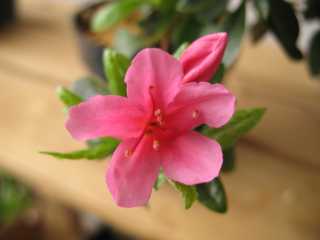 Azalee_3