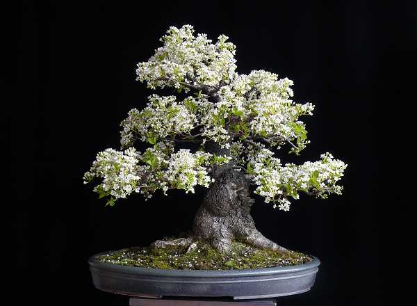 Prunus mahaleb
<br />H. 45 cm
<br />Schale: Silvia Weber