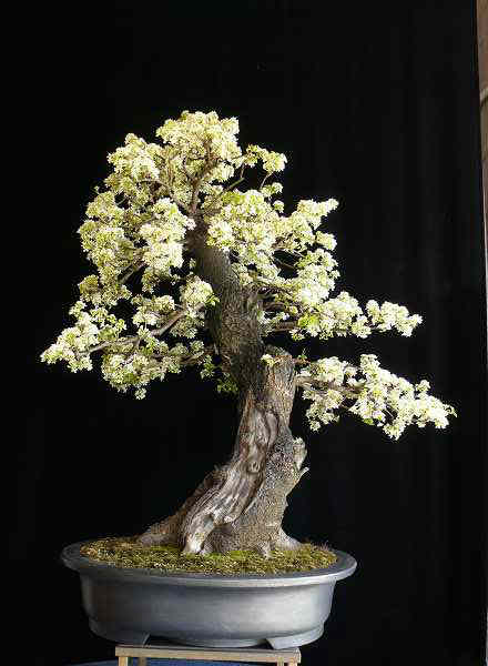 Prunus mahaleb
<br />H. 90 cm
<br />Schale: Tokoname