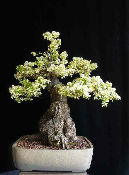 Prunus mahaleb
<br />H. 57 cm
<br />Schale: Bryan Albright