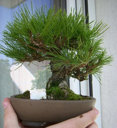 Jap.Schwarzkiefer 002-1.JPG