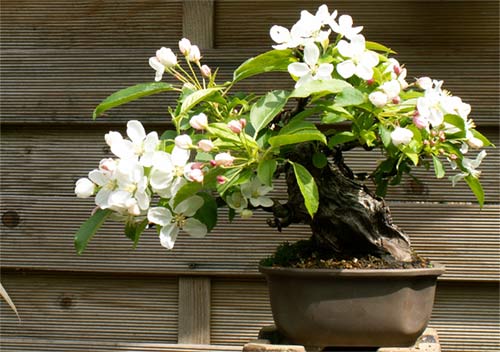 Shohin_Apfel-4_2008.jpg