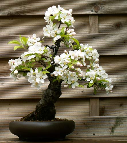 Apfel-4_2008.jpg