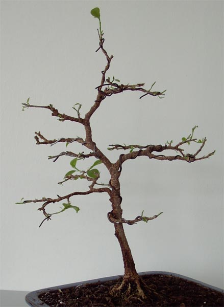 ficusretusaapril08.jpg