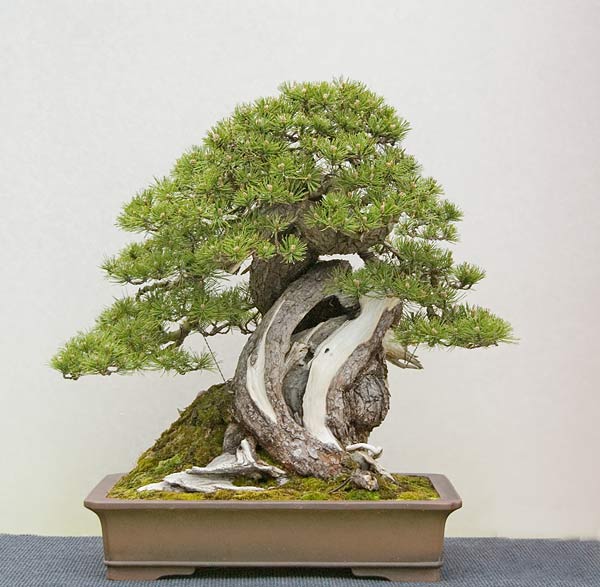 Überhammerbaum von Marc Noelanders, hat den Gnaz Grossen Preis gewonnen.