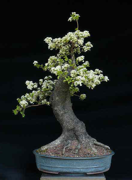 Prunus mahaleb
<br />H. 70 cm
<br />Schale: Peter Krebs
