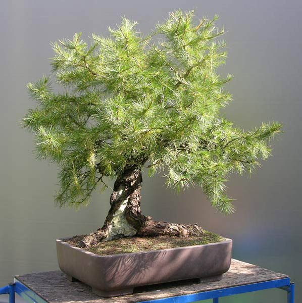 #-13-Baum-etwas-von-links.jpg