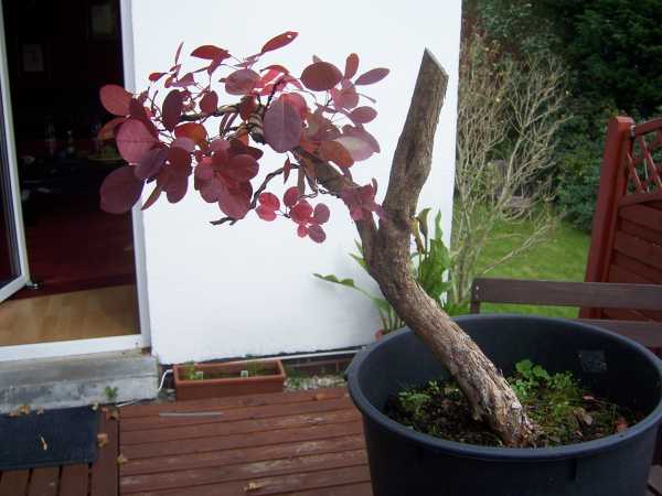 KleinPerücken6.jpg