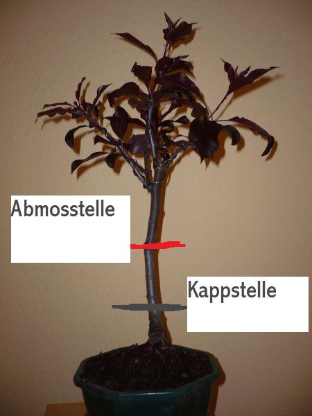 abmos-kappstelle.jpg