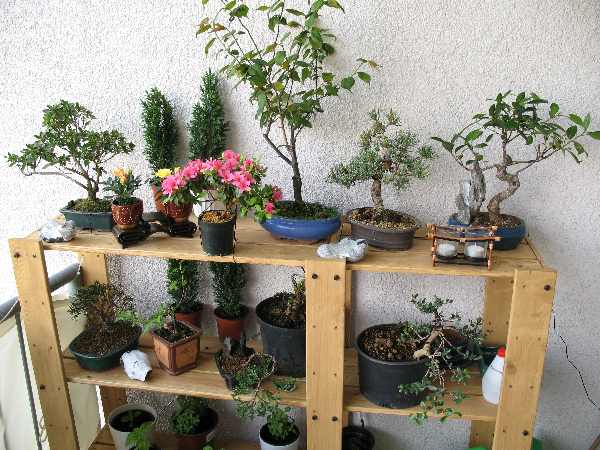 mein Garten