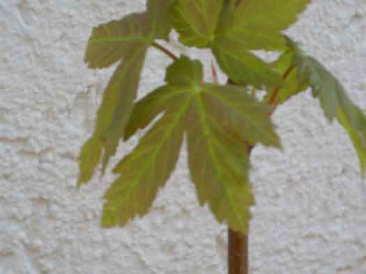 nochmal ein blatt