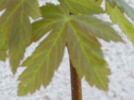 Hier mal ein Blatt