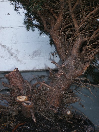 DSCF1182_400x533.JPG
